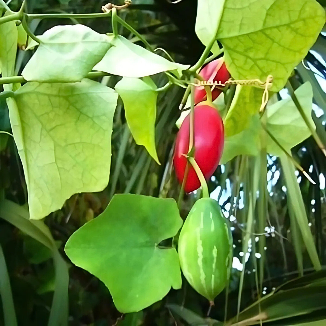 Fresh Ivy Gourd 10 Seeds | Pak Tum Lung | Heirloom Non-GMO | Asian Vegetable