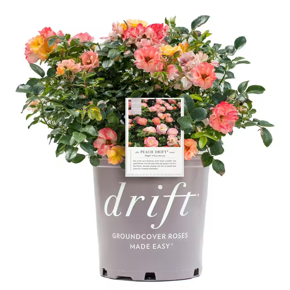 2 Gal. Peach Rose Bush with Pink-Orange Flowers