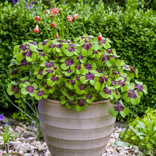 5 Shamrock Iron Cross FOUR LEAF CLOVER bulbs Hardy zones 7-10 or Houseplant