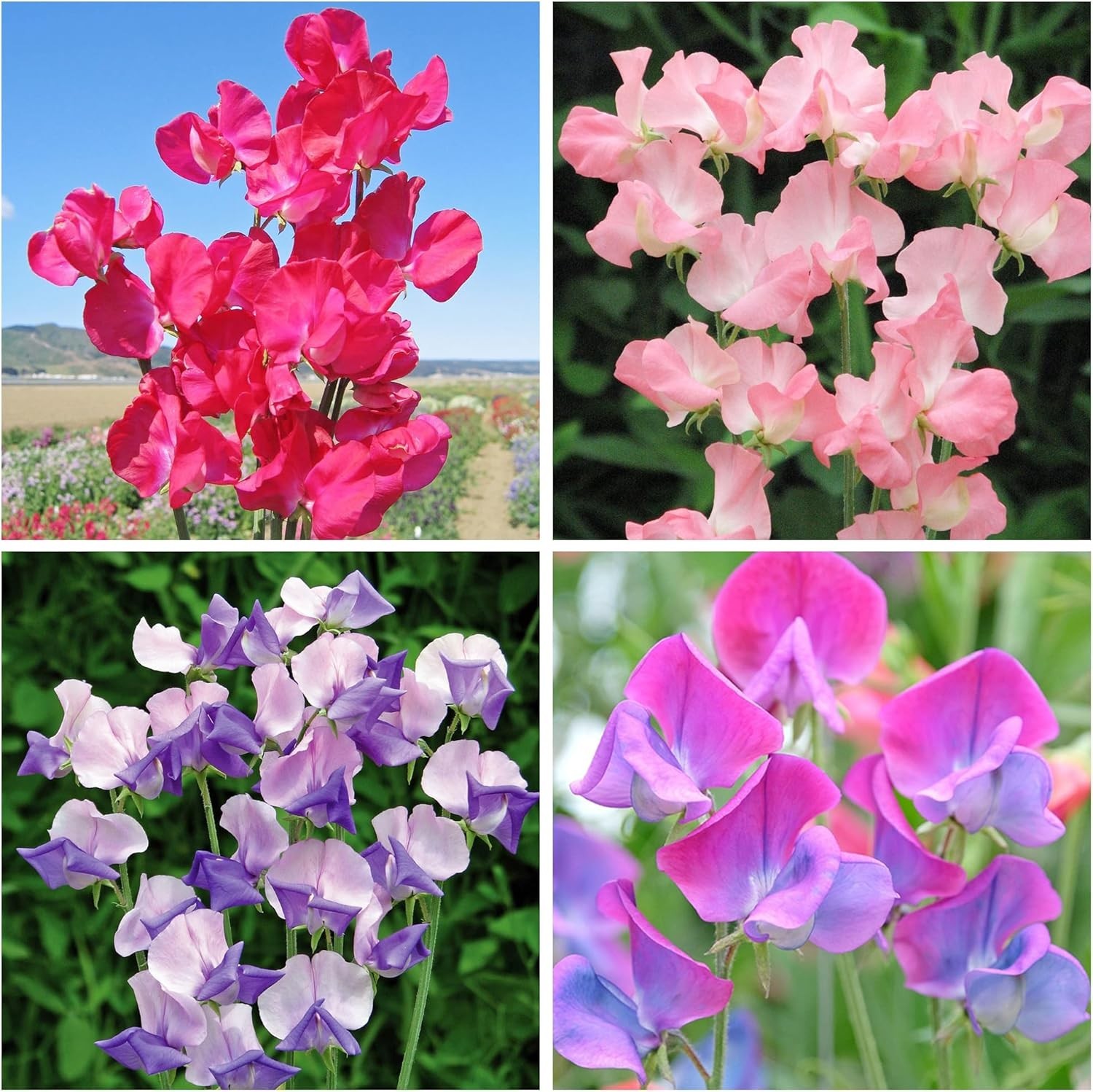 500+Mixed Sweet Pea Seeds for Planting Outdoors-Perennial Ornamental Flower P…