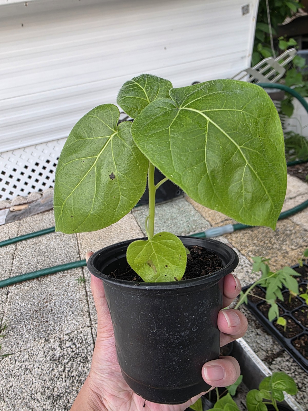 4”-8” Tamarillo Tomato Tree Plant/ Cyphomandra Betacea, Fast Grow Organic USA