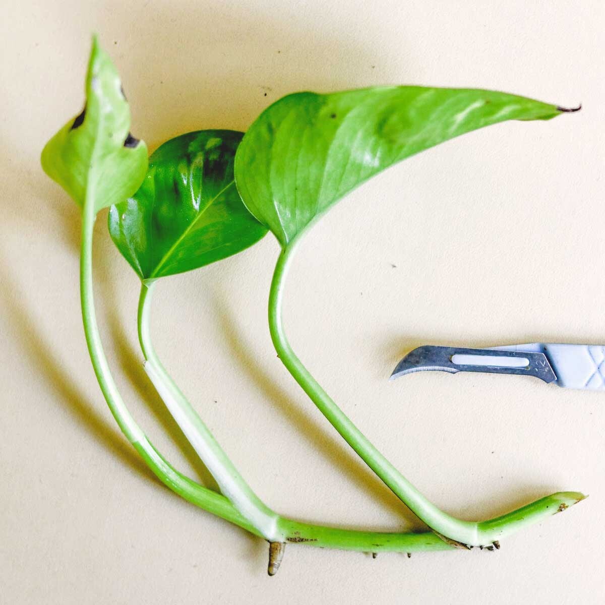 10 Pothos Fresh Unrooted Cuttings For Rooting Each Cuttings 1 Node