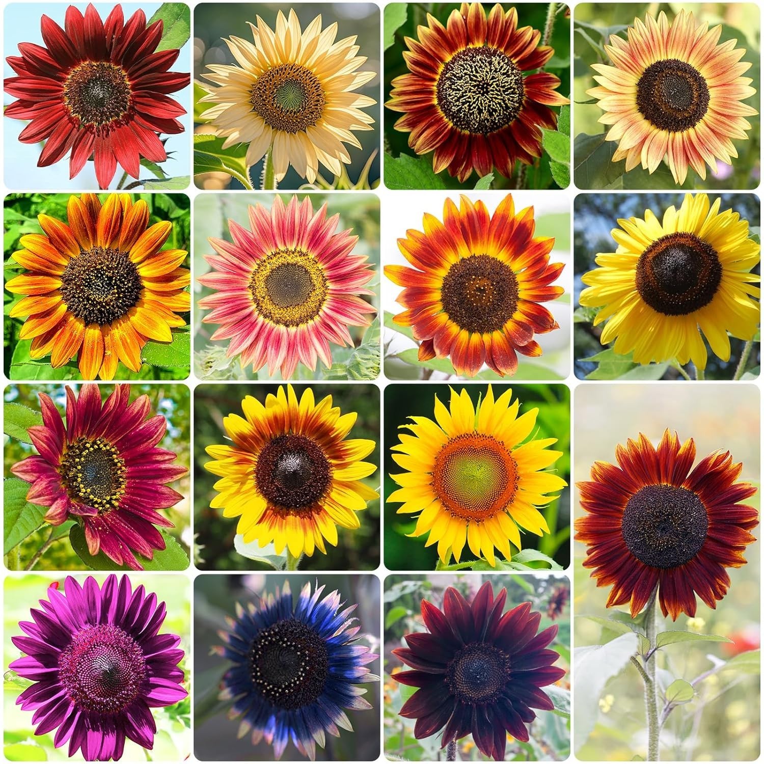 15 Varieties of Heirloom Sunflower Seeds – 1 Oz, 300+ Colorful Seeds for Garden