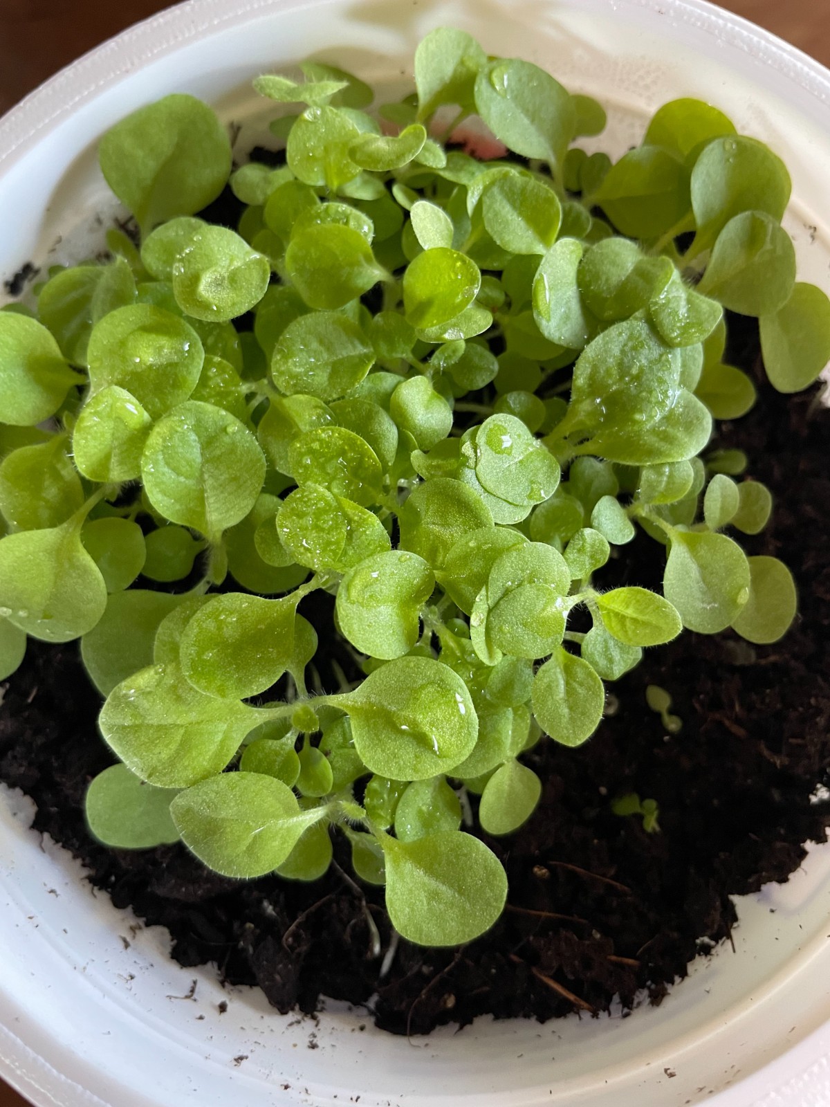 2,000 Tobacco Seeds – INDIANA GROWN! Organic, Heirloom, non-GMO