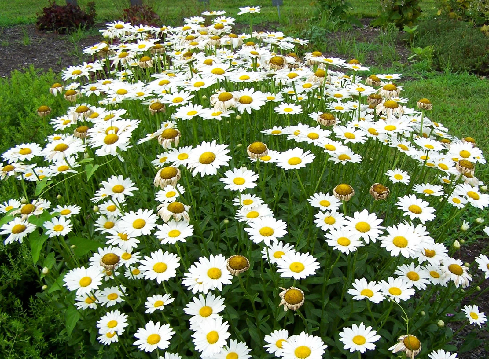 Shasta Daisy Seeds | Classic White Daisies Wildflower Perennial Flower Seed 2025