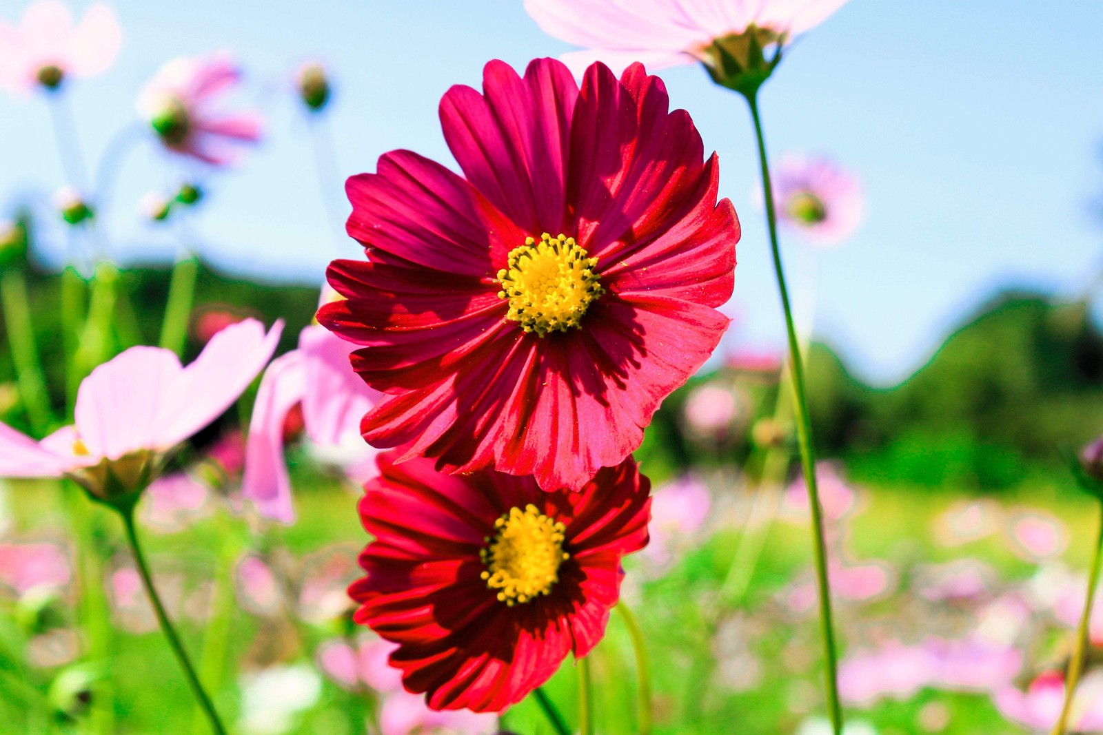 350 COSMOS SENSATION MIX Mixed Colors Cosmos Bipinnatus Flower Seeds