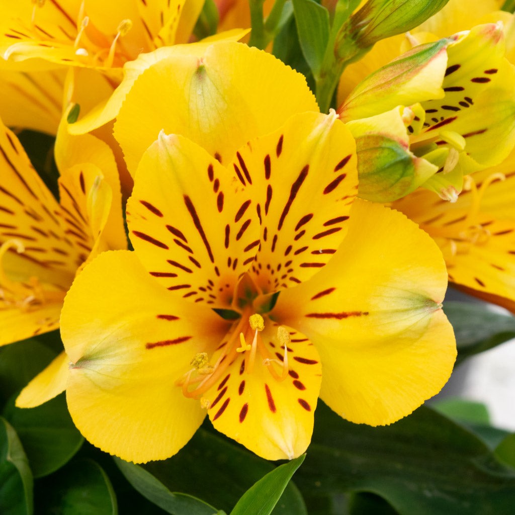Alstroemeria Inca Rio 2 Potted Plants Rooted in Quart Pots, Easy to Grow