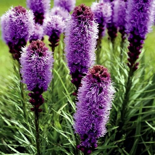 50 PURPLE BLAZING STAR FLOWER SEEDS Liatris spicata Cold Hardy-3 Butterfly Plant