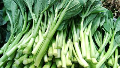 200+ seeds Asian Yu Choy Choi Sum Choy Sum Chinese Flowering Cabbage Veggies USA