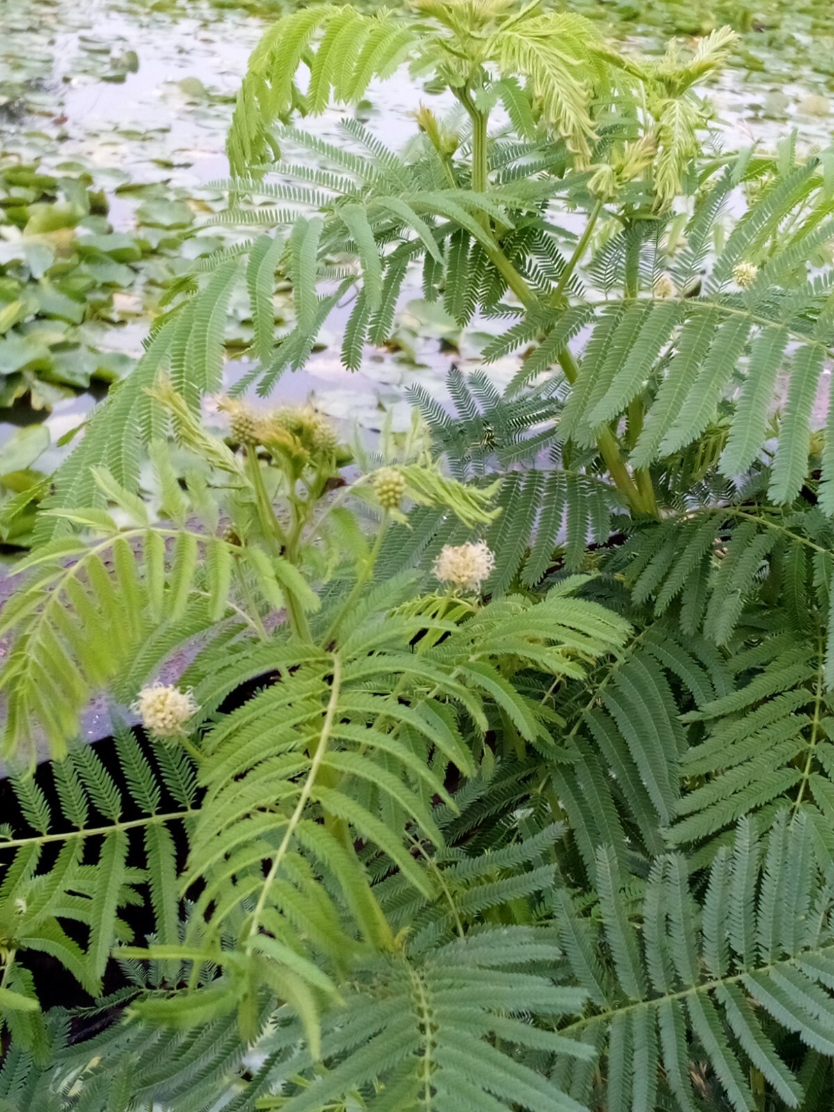 Legume and Grass Companion Plant Mix – Acacia, Desmanthus, Phalaris