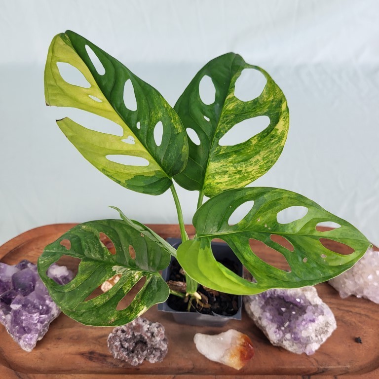 Monstera Adansonii Aurea Variegated 2.5″ pot, Fedex 2day*
