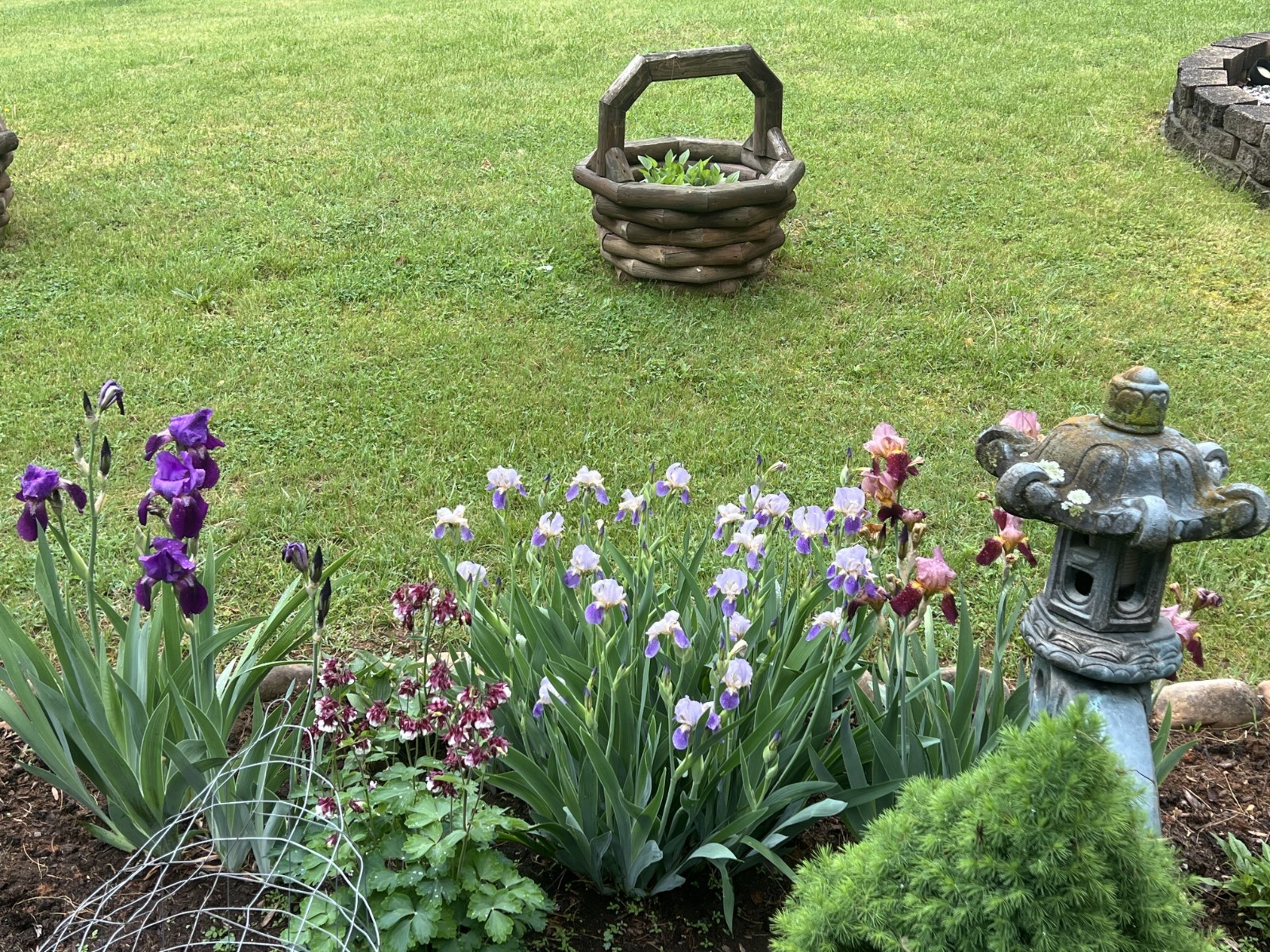 8x Iris Live Bulbs Mixed Varieties Tall 4 Purple+4 White Lavender Freshly Dug