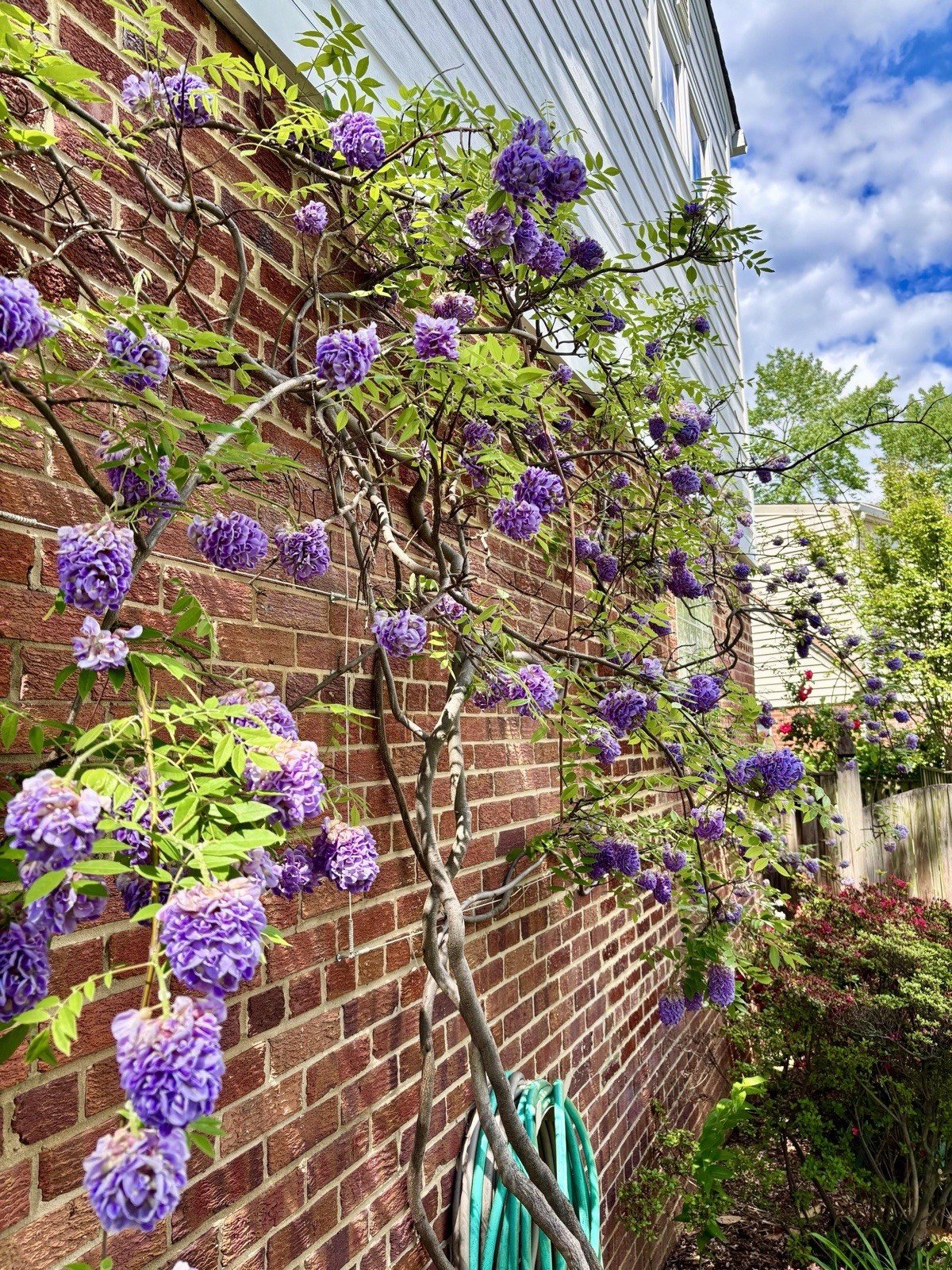 Purple Wisteria Tree – Live Plant in 2.5-Inch Pot Starter Plants