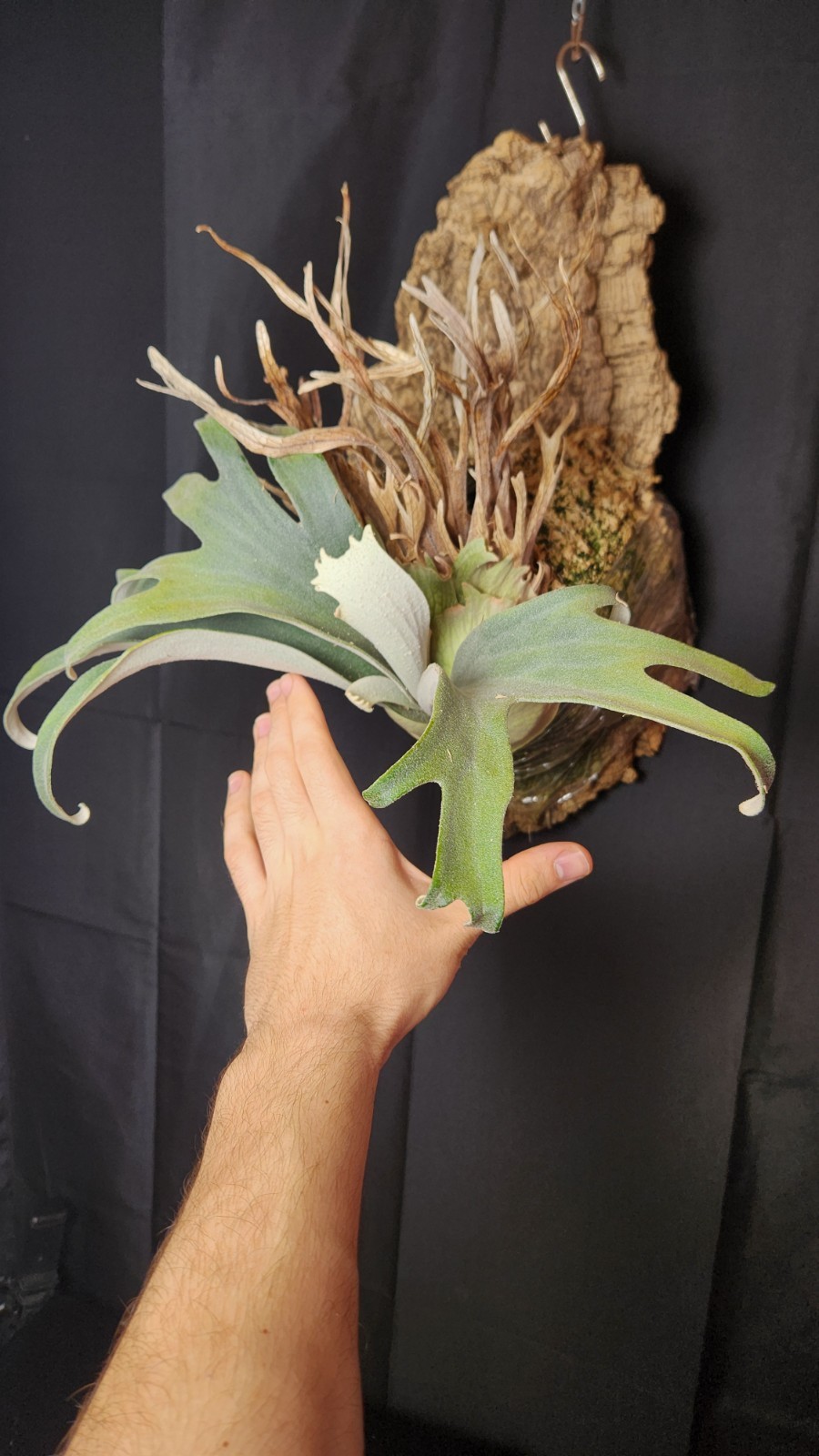 LARGE Auburn River Platycerium Veitchii Mother Plant On Cork Mount