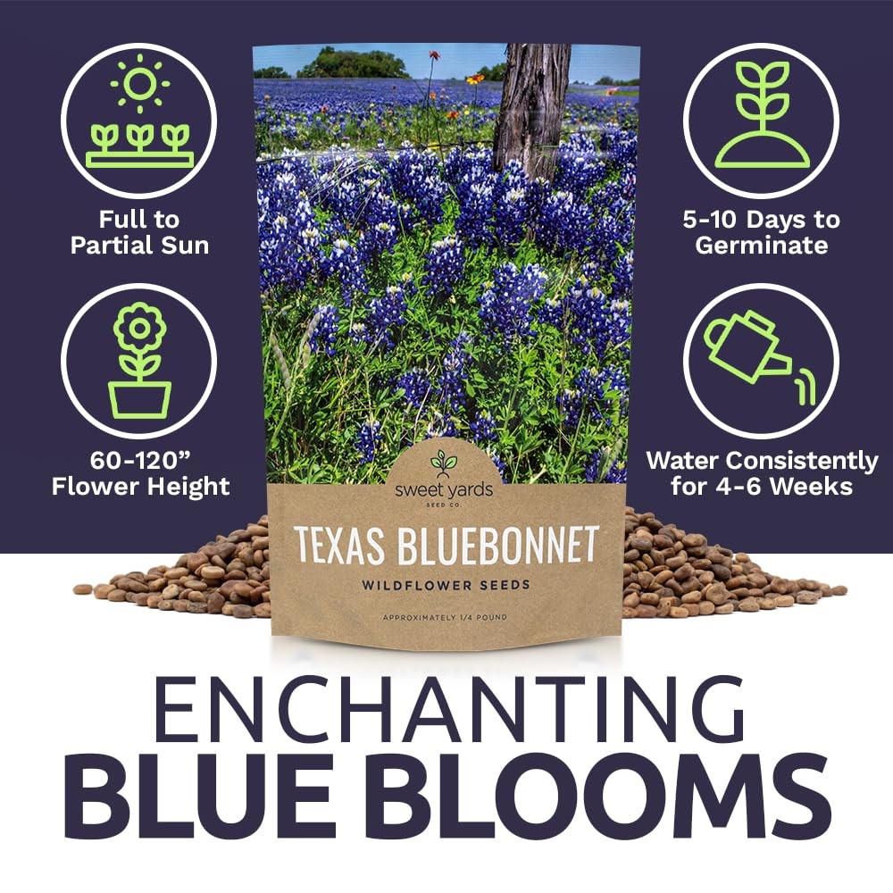 Texas Bluebonnet Wildflower Seeds – Bulk 1/4 Pound Bag – Over Pound, Blue