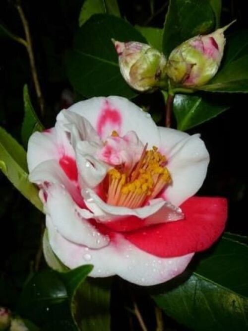 Gigantea~~Camellia Japonica-Live Starter Plant -Highly Variable Blooms!