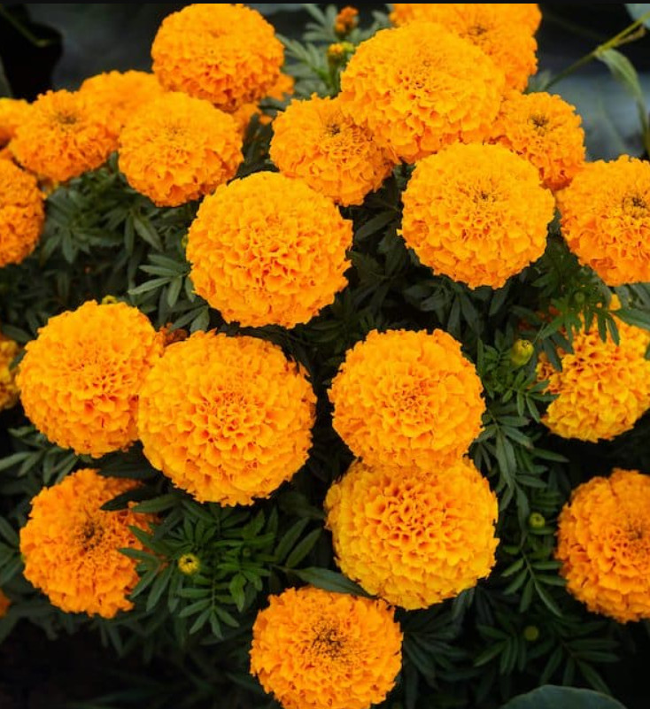 African Marigold, TALL ORANGE CRACKERJACK Huge Double Blooms Non-GMO 100 Seeds