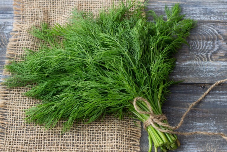 VIETNAMESE DILL SEEDS, HẠT THÌ LÀ – 300+ pcs – NEW SEEDS