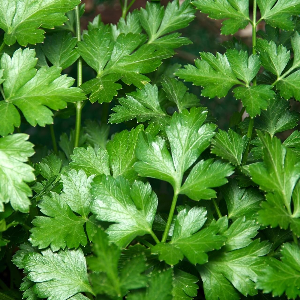 Italian Parsley 500 Seeds, NON-GMO Free Shipping!