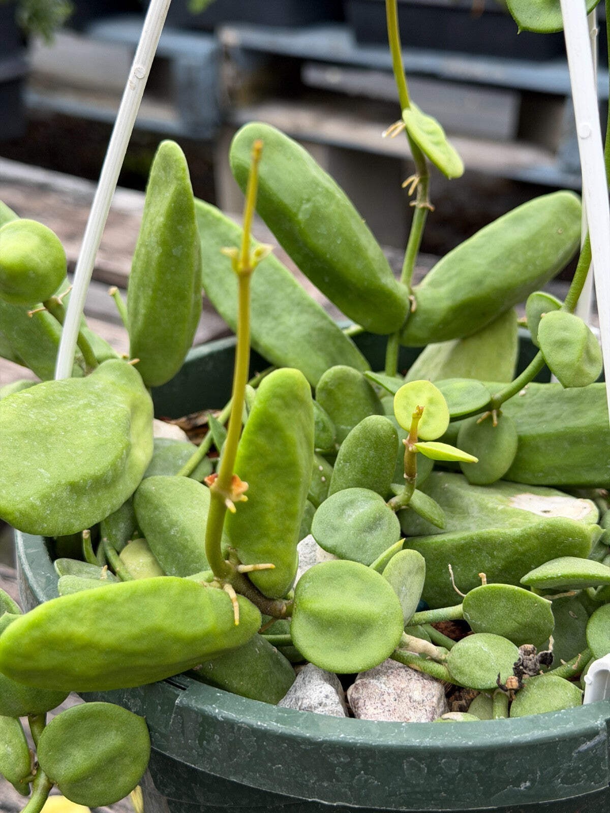 Dischidia major Rooted and growing! 3.5” Pot – Lots of Nodes!