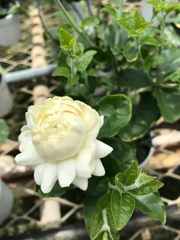 4″ Pot~Grand Duke of Tuscany Jasmine~Jasminum Sambac~Extremely Fragrant!