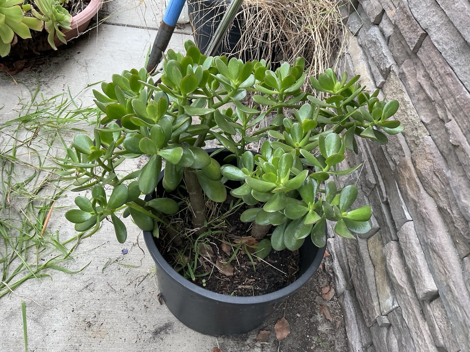 Healthy lush green Crassula Ovata Jade Plant cluster, Rooted 17” 16” 12” Roots