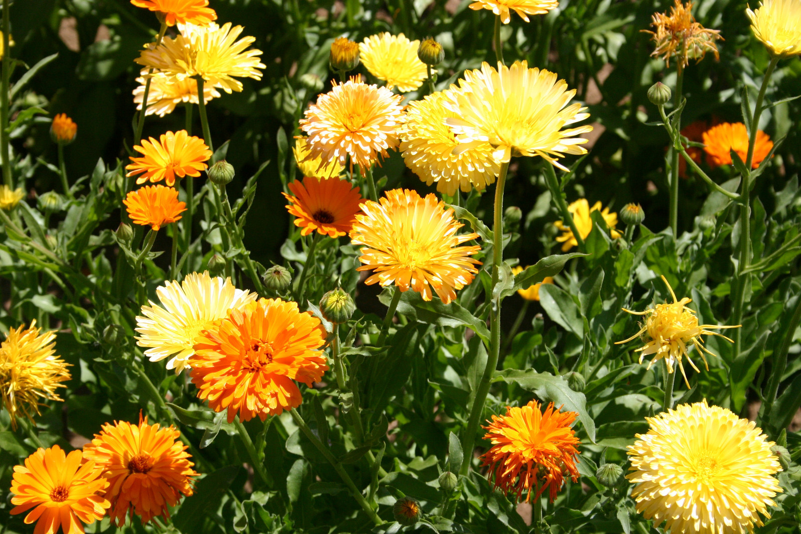 CALENDULA PACIFIC BEAUTY MIX Calendula officinalis SET OF 50 + SEEDS