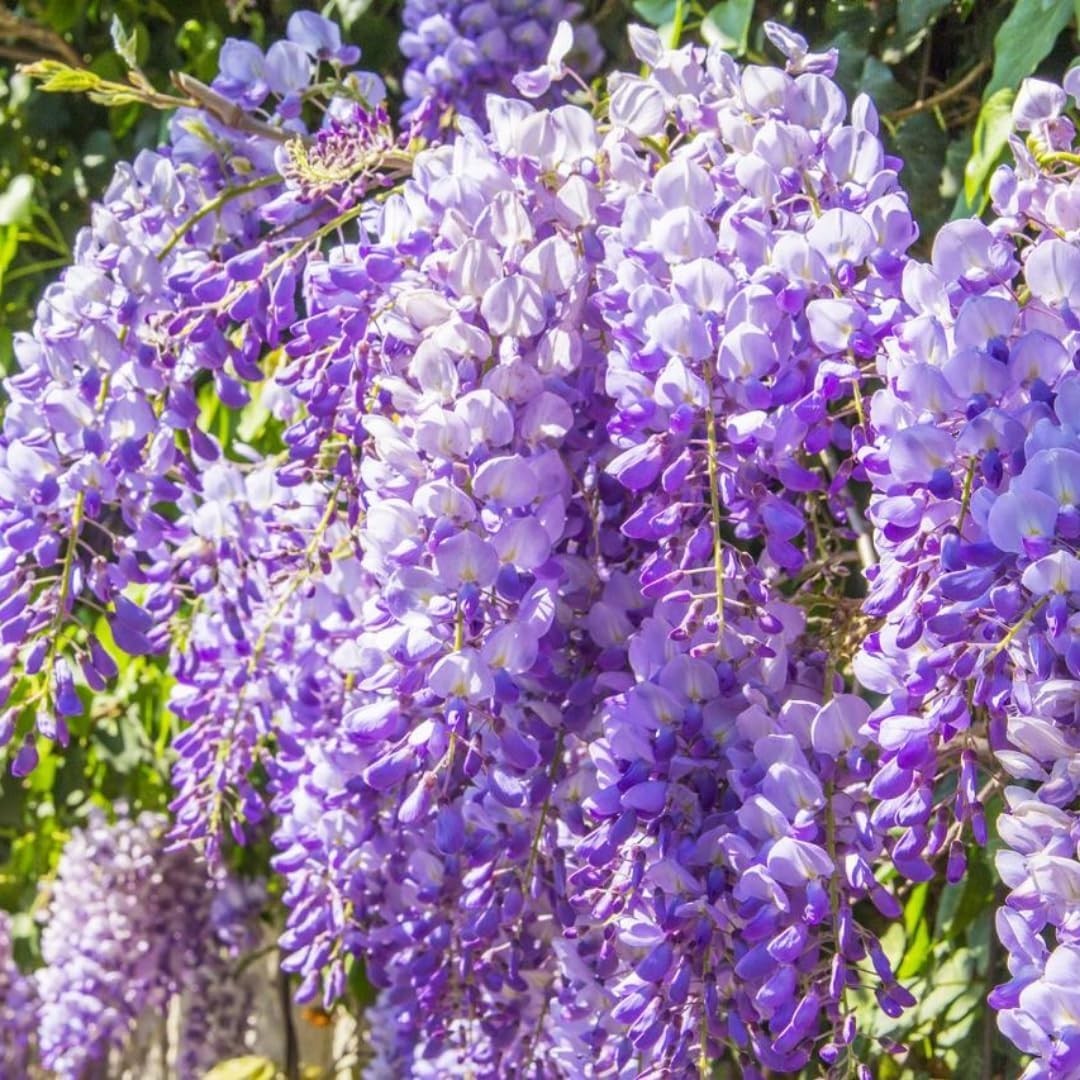 Blue Wisteria Tree Live Plant 6 to 12 Inch Tall 2.5 Inch Pot