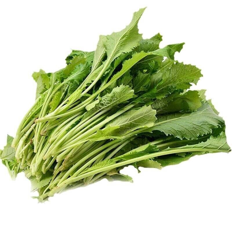 100+ SnowRed/Chinese Mustard -Spring & Fall USA 雪里蕻,FREE SHIPPING