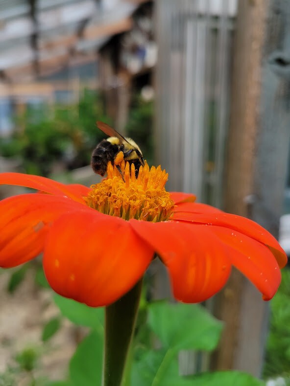 MEXICAN SUNFLOWER Seeds Bees Butterflies Hummingbirds LOVE THEM! Pollinators