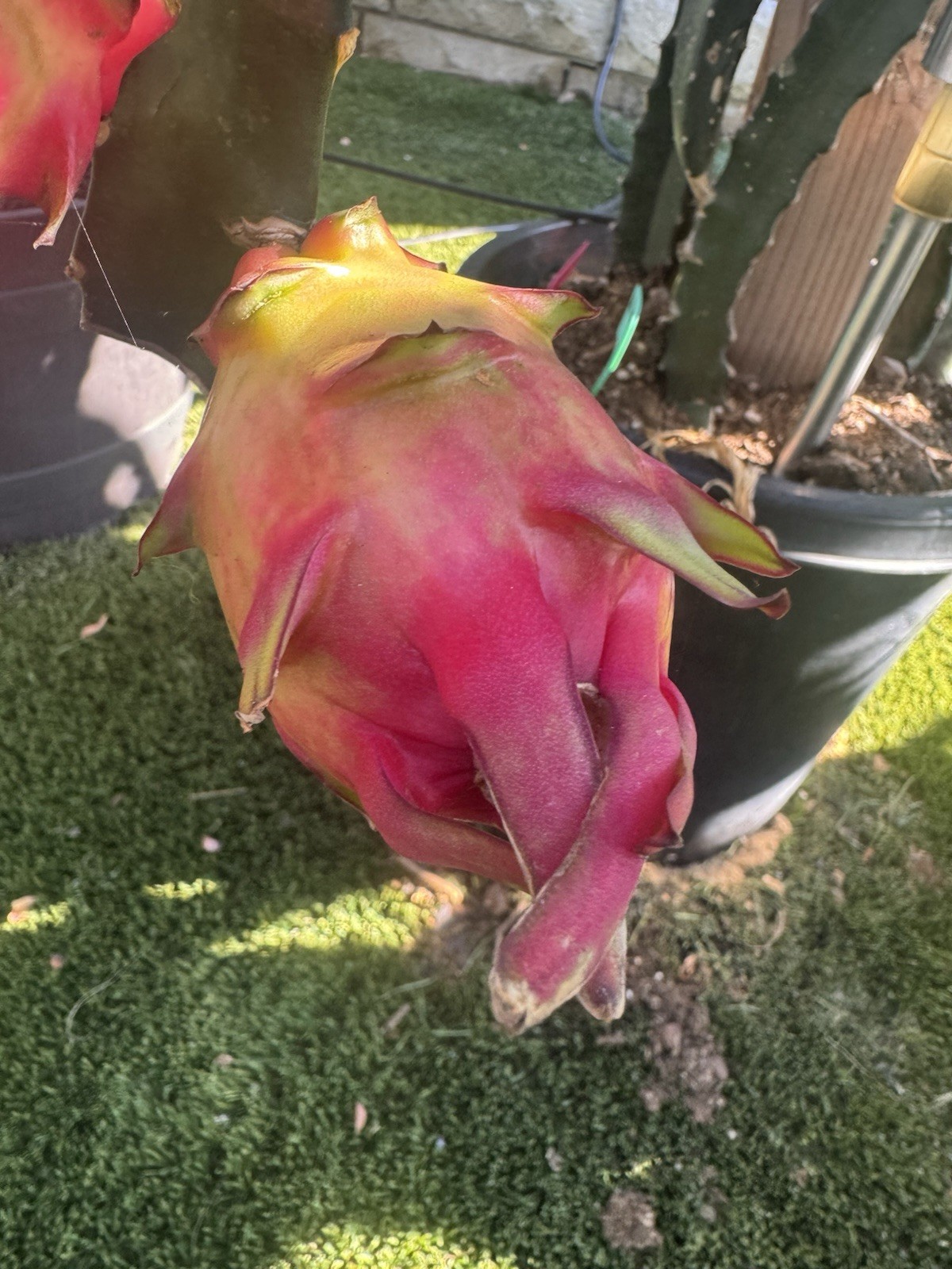 Rainbow Dragon Fruit Cuttings 8-12 Inches Check Description ￼