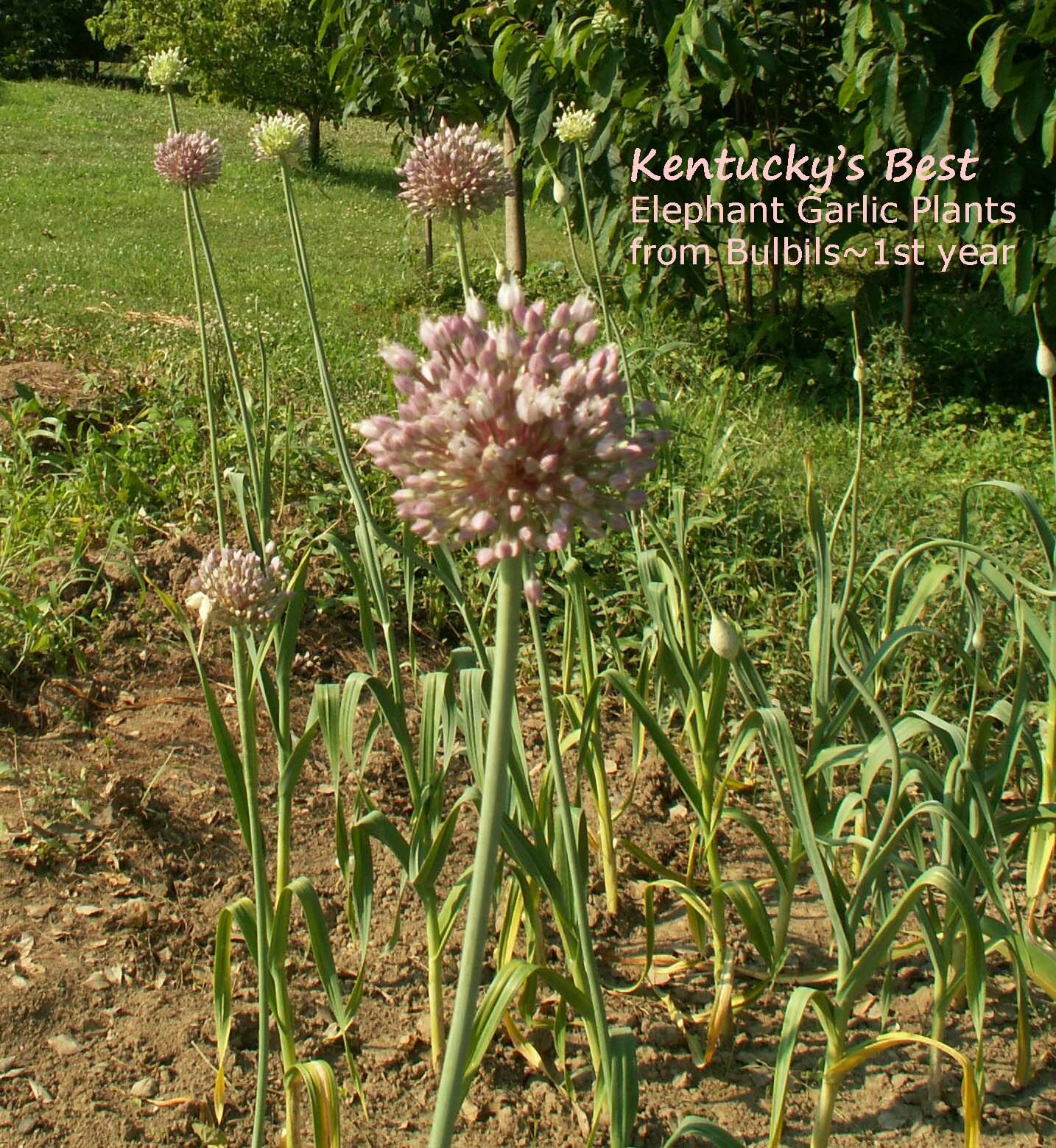 Kentucky’s Best Elephant Garlic SEEDS: 25 BULBILS (Corms, Korms, Bulblets)