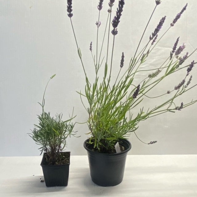 Live Grosso Lavender Plant | 6″ Pot | Farm-Grown Sequim WA | Fragrant French