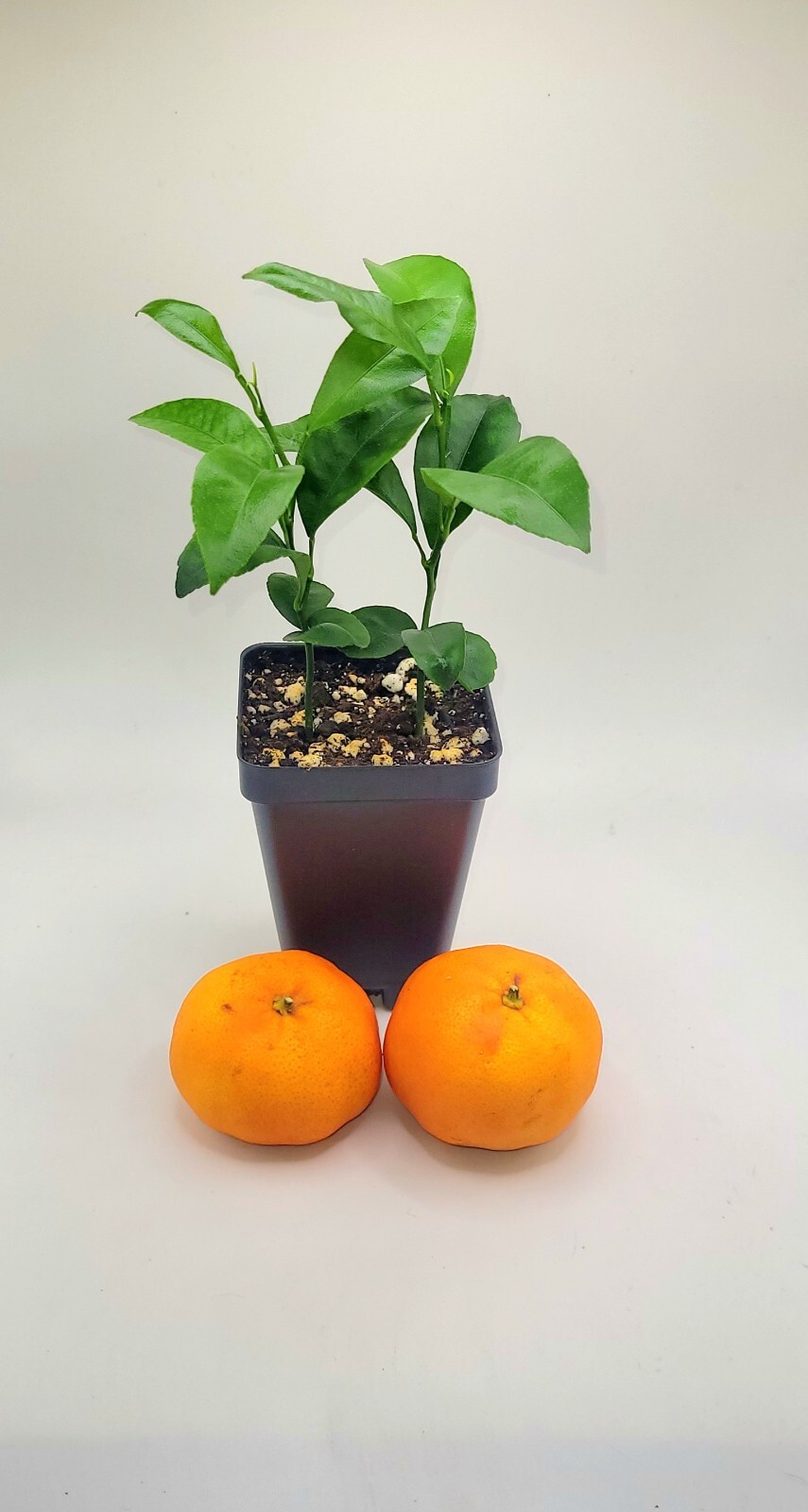 Pot Of 2 Clementine Mandarin orange seedlings, 3-5 inches tall