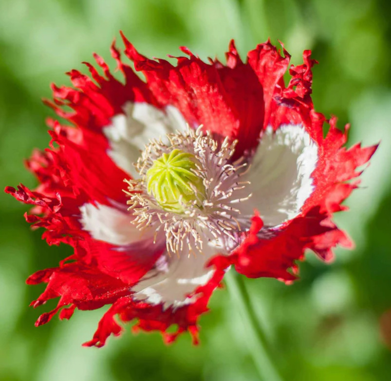 Landscaper’s Pack THE ULTIMATE POPPY MIX w/ Breadseed Papaver Non-GMO 5000 Seeds