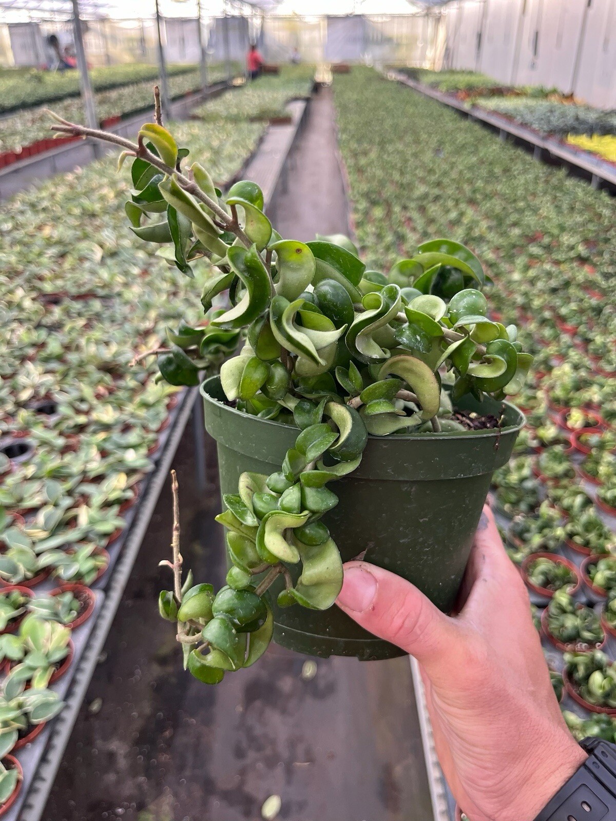 6” Hoya Rope – Hoya Compacta – Hindu Rope – Hoya Carnosa