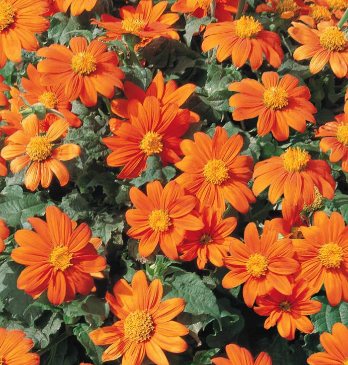 Tithonia FIESTA DEL SOL DWARF AAS Winner Benary Mexican Sunflower 20 Seeds