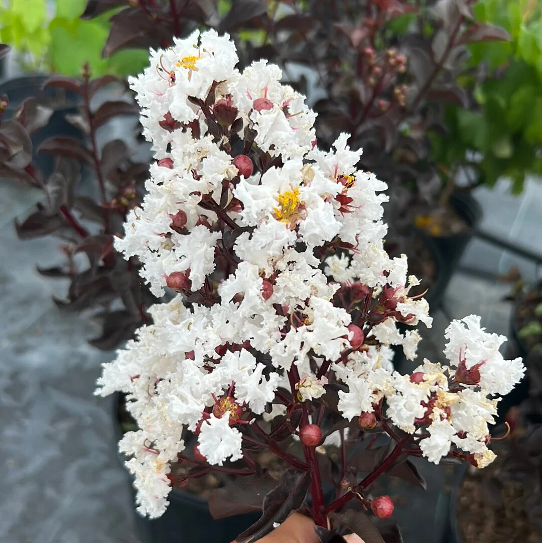 1(One) Live Plant of WHITE CREPE MYRTLE TREE 30-40″ Tall (ROOTED)