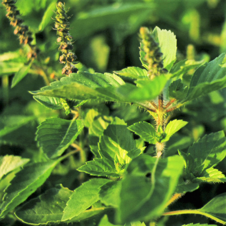 Green Leaf Holy Basil Seeds | Kappoor Tulsi Kraphao กะเพรา Thai Asian Seed 2024