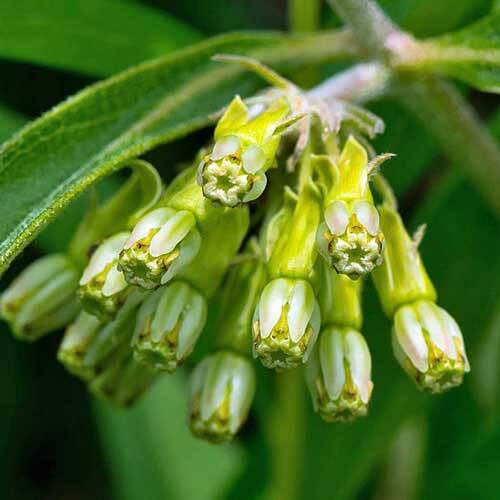 Asclepias viridiflora | Short Green Milkweed | 10 Seeds