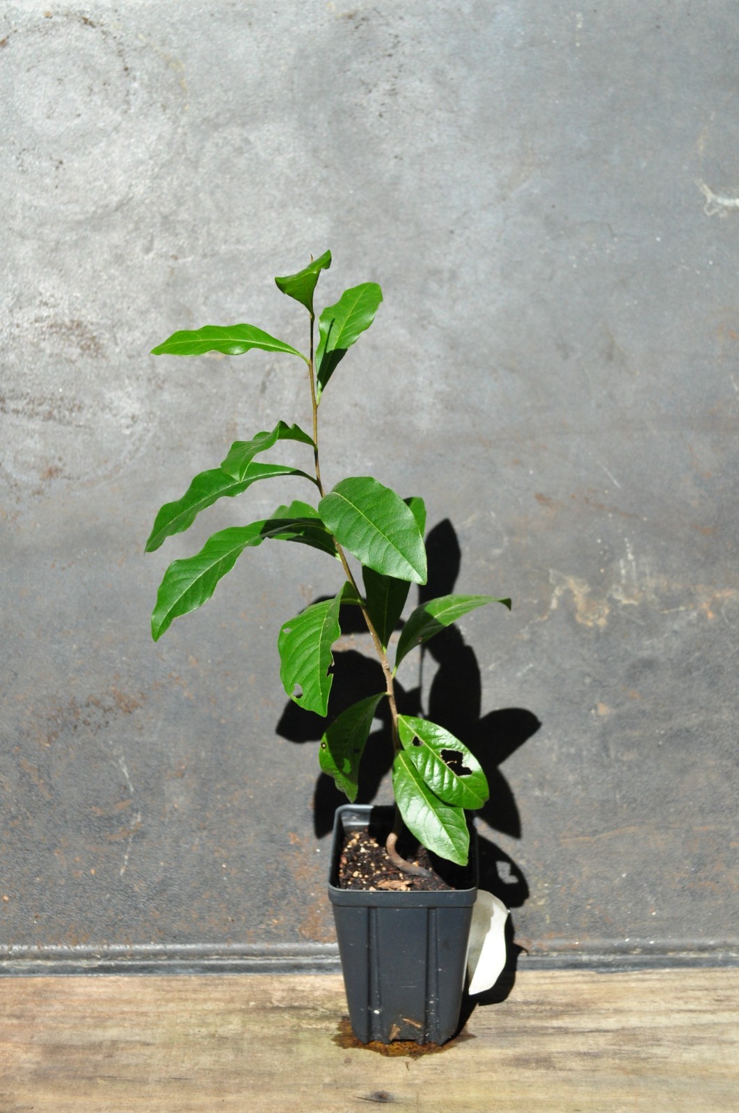Diospyros inconstans Marmelinho Rare Tropical Fruit Plant Organic Edible Brazil