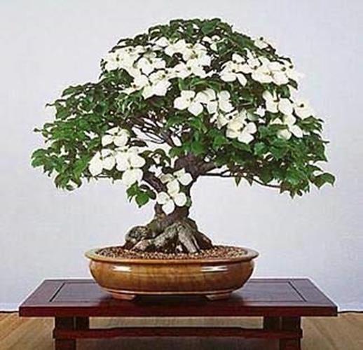 Bonsai Tree Seeds – Flowering Dogwood – 20 Seeds – Beautiful Flowering Bonsai Tr