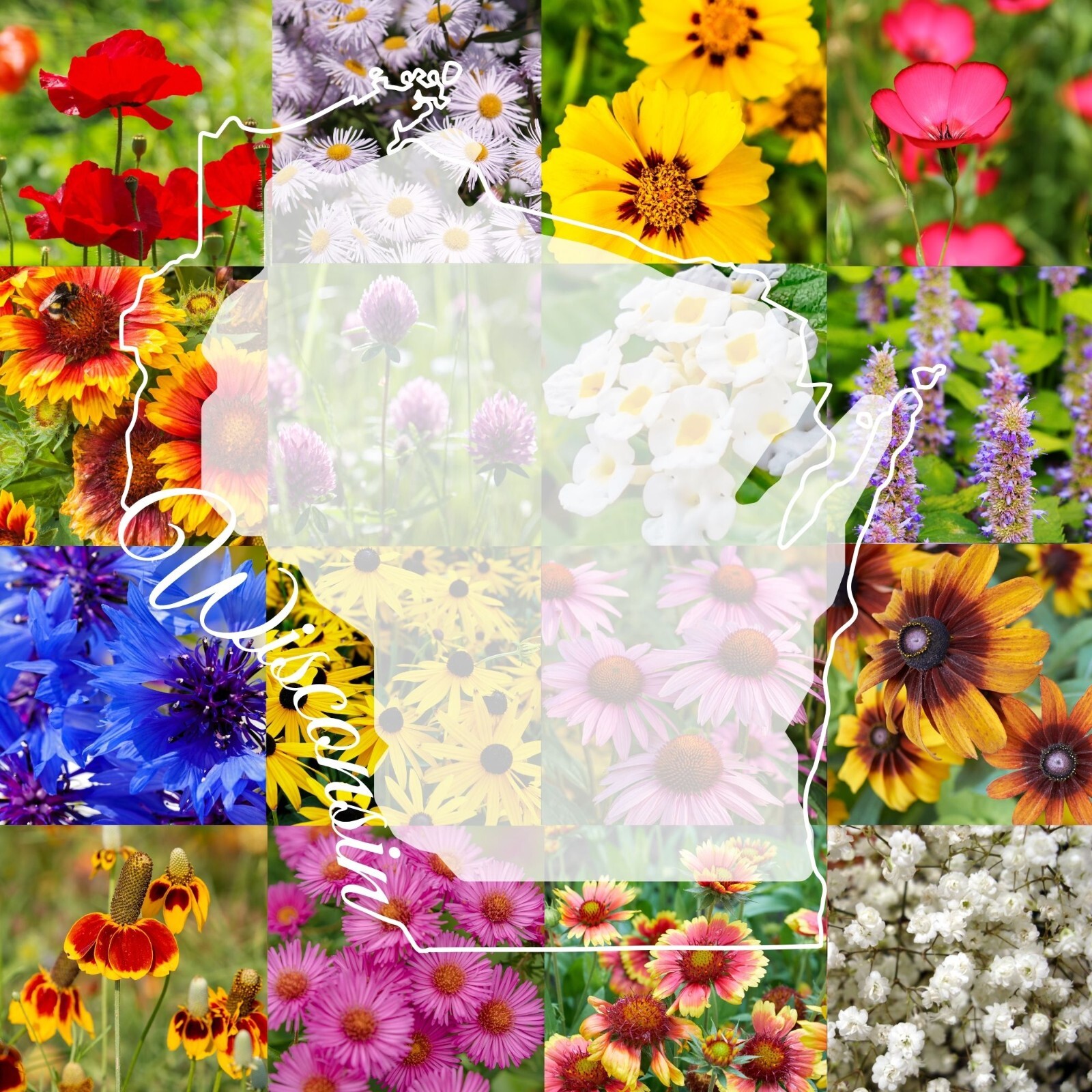 1/4LB Wisconsin Bulk Wildflower Seed Mix 1lb Covers 2,000sq-ft