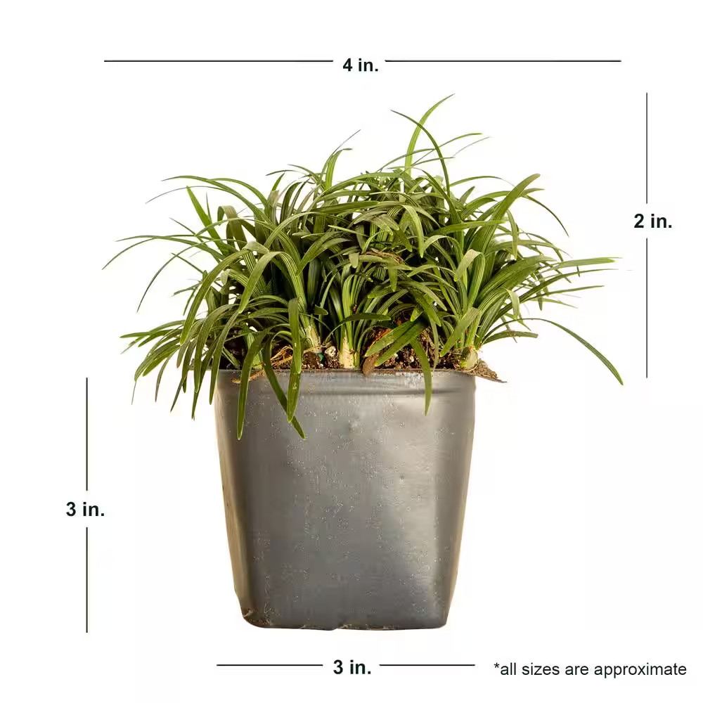 Dwarf Mondo Grass 3 1/4 In. Pots (18-Pack) – Groundcover Plant