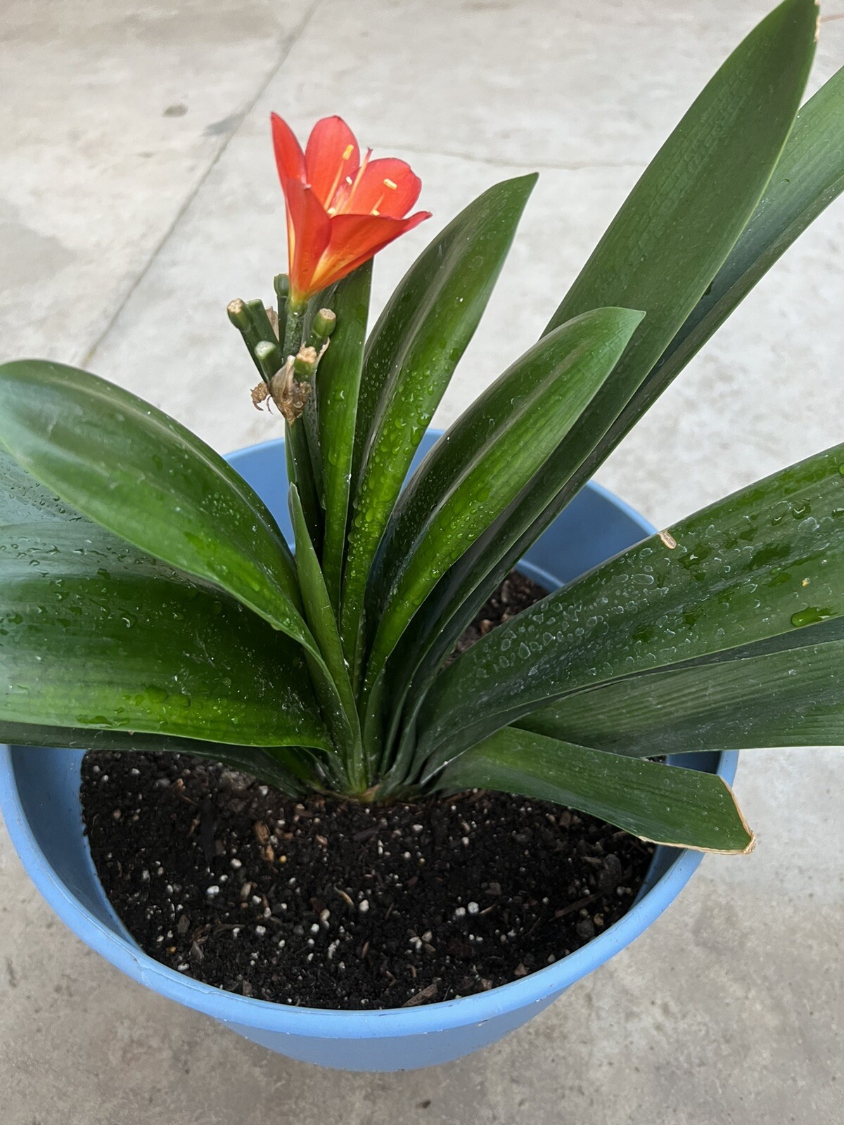 1 Orange And 1 Yellow Flower Clivia Bush Lily Bare Root No Flowers No Pot