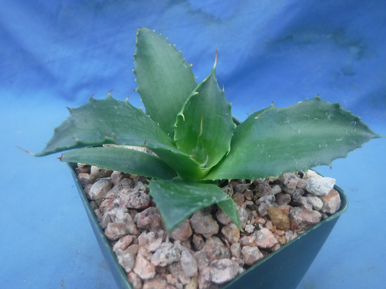Agave “ShawPot” Starter Plant! HUGE Red Teeth! Incredible Hybrid! RARE! 3″-4″ Wd