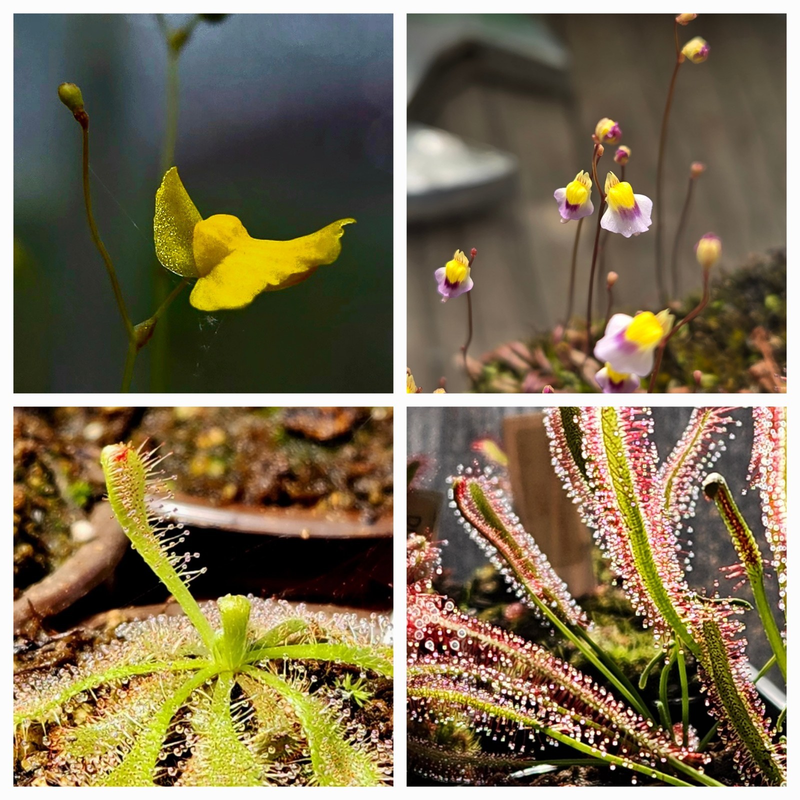 CARNIVOROUS PLANT 4 PACK- LIVE-UCS (Sundews And Bladderworts)