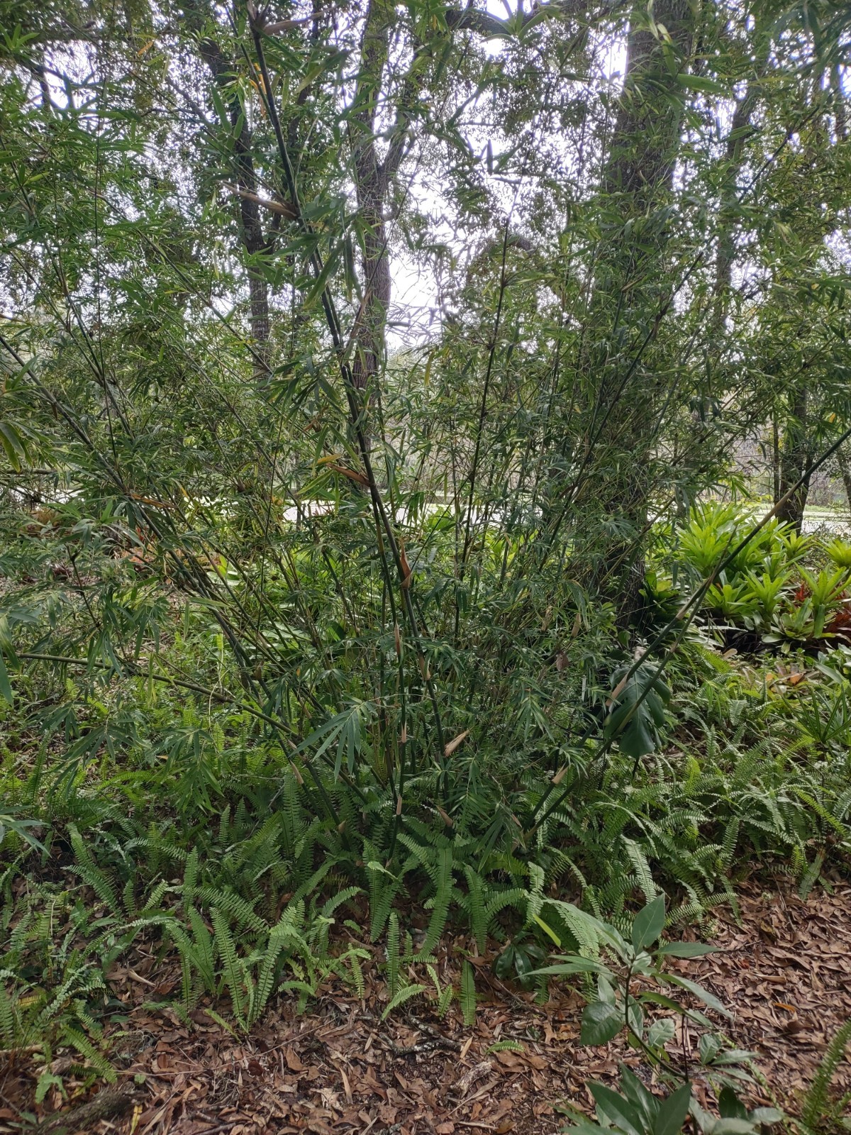 Bambusa multiplex – Green Hedge Clumping Bamboo – Start, One Rooted Cutting