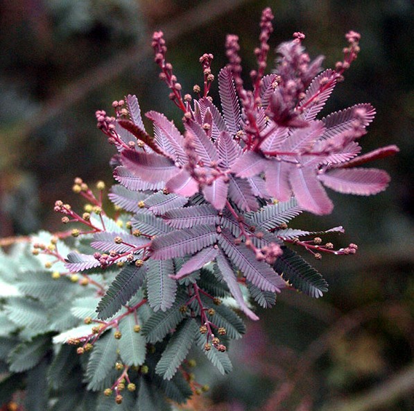 Chocolate Mimosa Tree Seeds (Acacia Baileyana v. Purpurea) Fern Leaf Flower