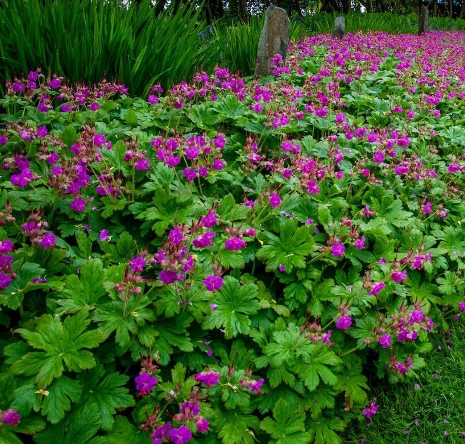 3 Bigroot Geranium Live Starter Plants – Hardy Perennial Plant – Zones 3-8